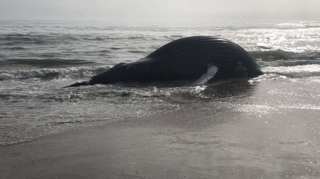  Ballena muere en playa de Florida por posible ataque despiadado de tiburones 