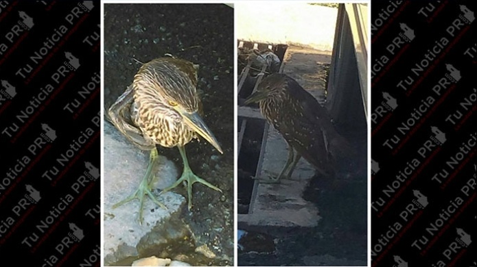  IncreÃ­ble sin vigilantes de recursos naturales que puedan rescatar un ave nativa de Puerto Rico herida 