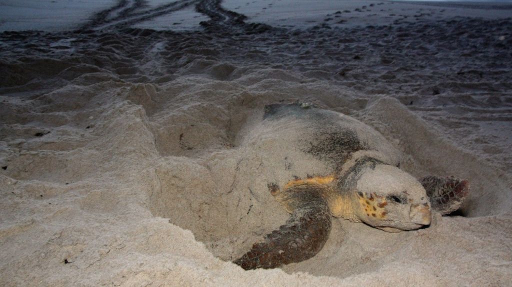  La primavera la "sangre altera" a tortugas, aves e incluso osos en Florida 