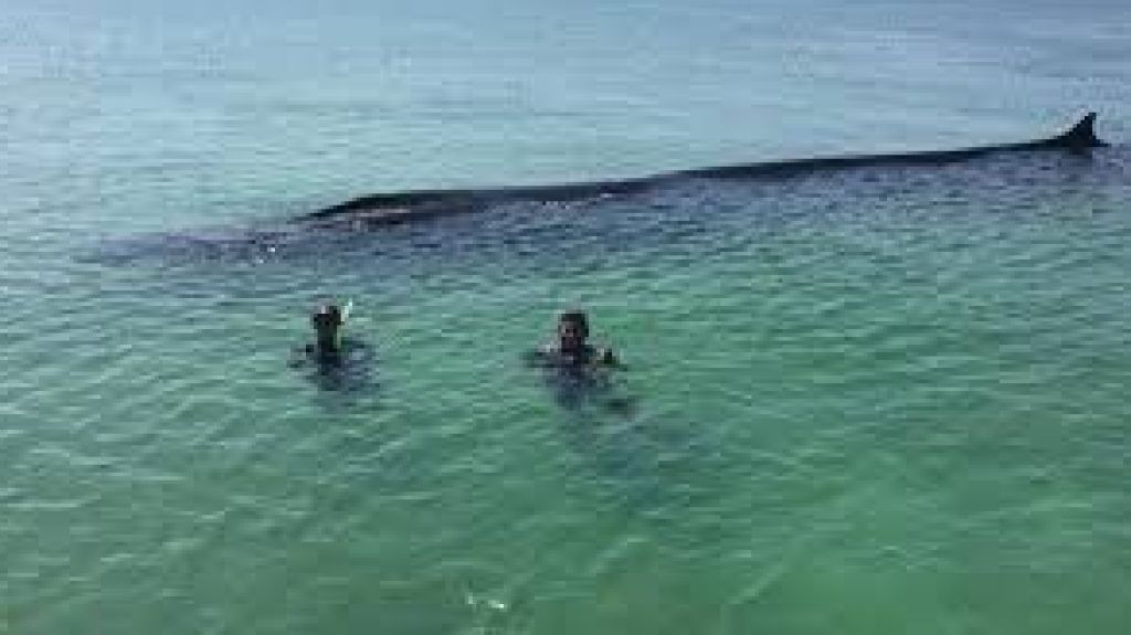  Vea video: Rescatan con &eacute;xito una ballena varada en una isla del Caribe mexicano 