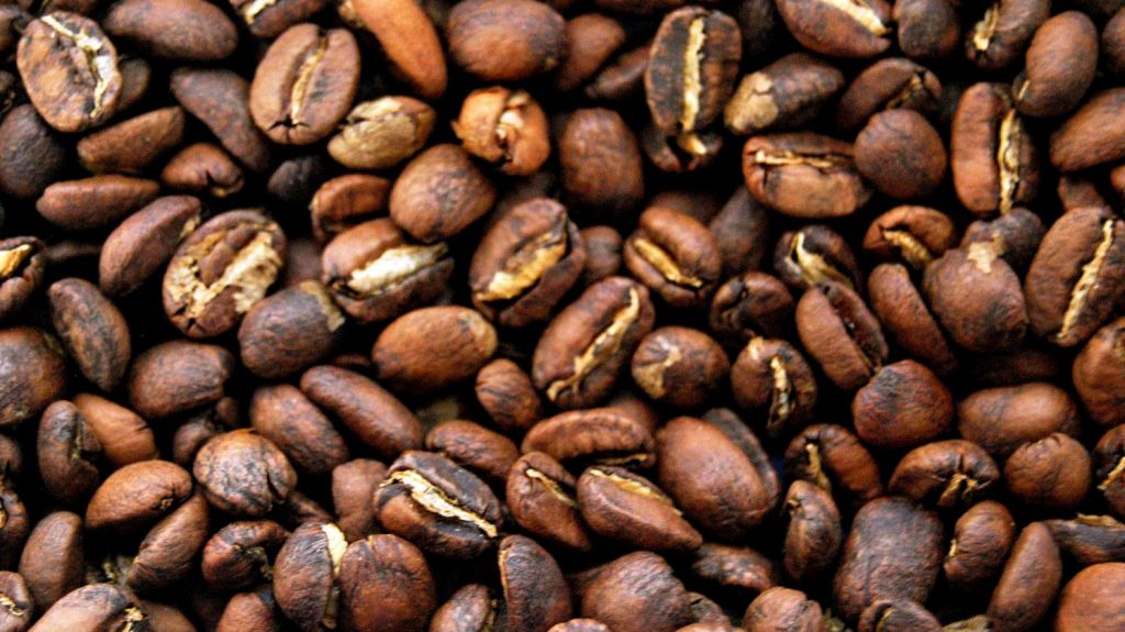  Siembran 4,500 &aacute;rboles de caf&eacute; de semilla marsella en fincas del centro de la isla 