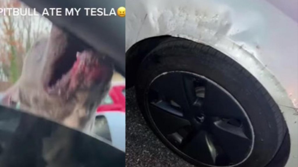  VIDEO:Perrito pitbull destruye carísimo auto Tesla, dueño muestra daños 