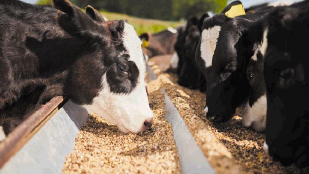 Camioneros detienen acarreo de alimentos para el ganado 