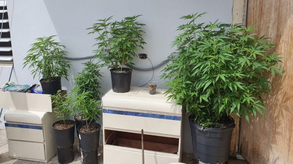  Ocupan matas de marihuana en residencia en Arecibo 