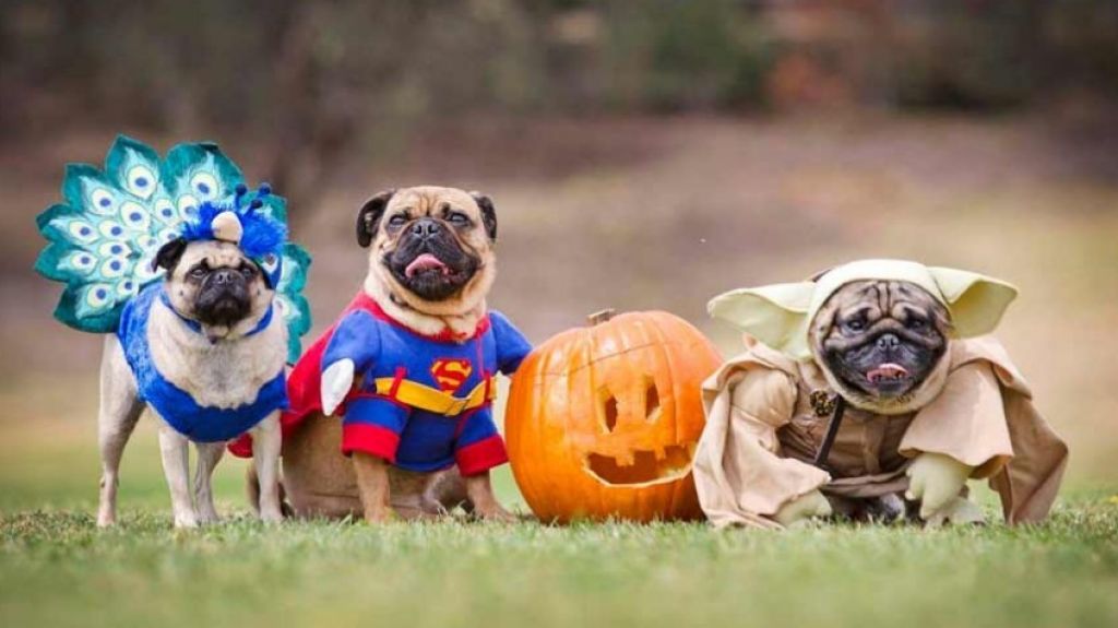  Colegio de M&eacute;dicos Veterinarios ofrece siete consejos para lograr que Halloween sea seguro para las mascotas 