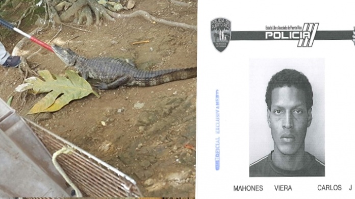 Foto del Hombre que le daba de comer perros a un  CaimÃ¡n  en Canovanas 