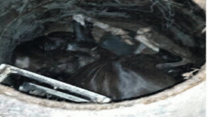 Cae caballo dentro de una alcantarilla