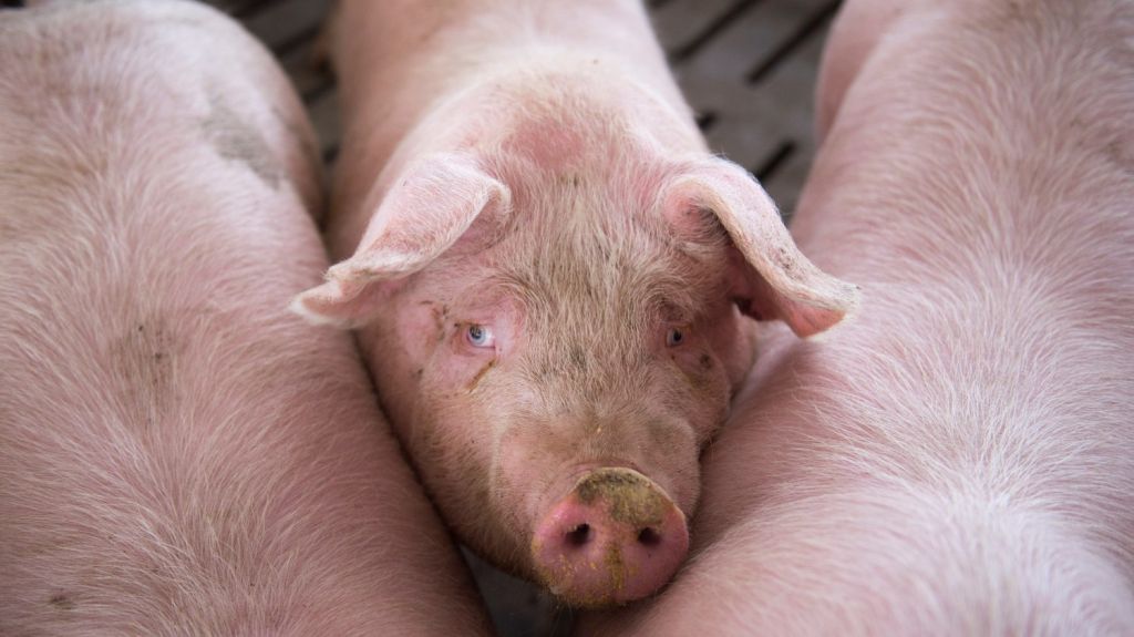  El cierre de una planta de Smithfield complica el suministro c&aacute;rnico en EEUU 