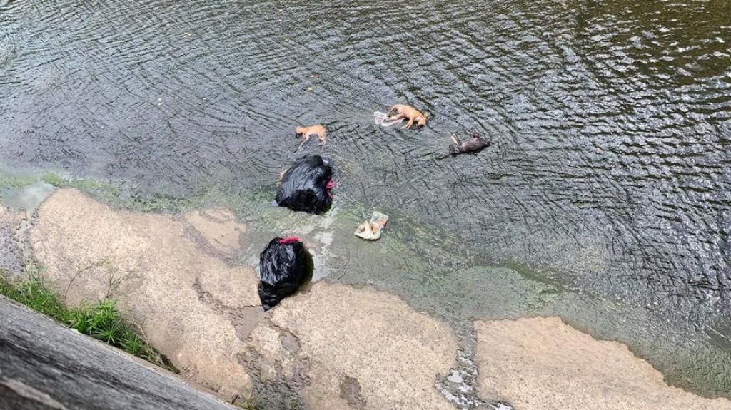  Fotos: Polic&iacute;a remover&aacute; canes de una familia que se alega lanz&oacute; 3 perros muertos en quebrada de Bayam&oacute;n 
