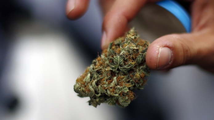 CÃ¡mara de Comercio de Puerto Rico a favor del cultivo del cÃ¡Ã±amo