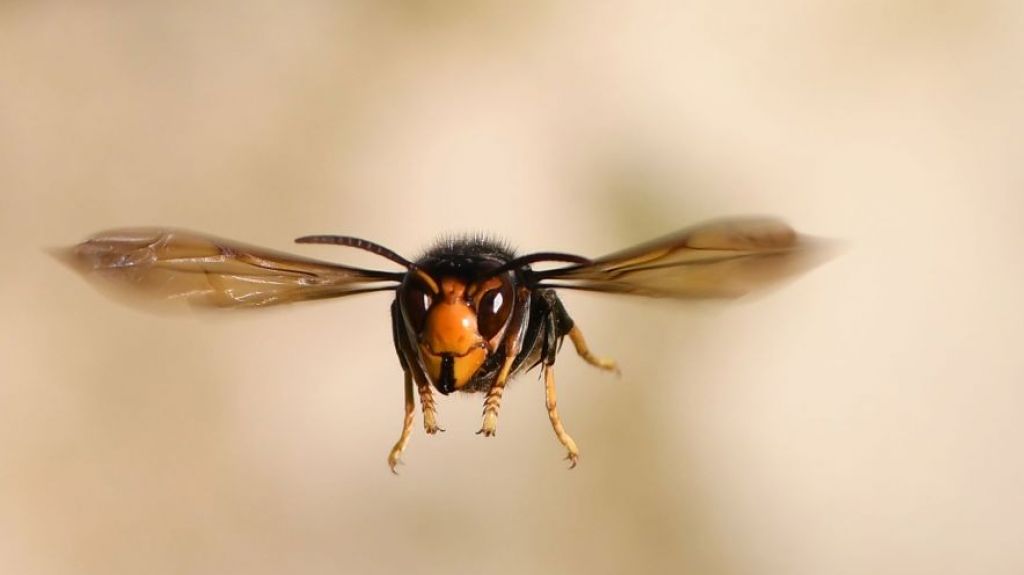  Por primera vez en Estados Unidos descubren “avispas asesinas” 