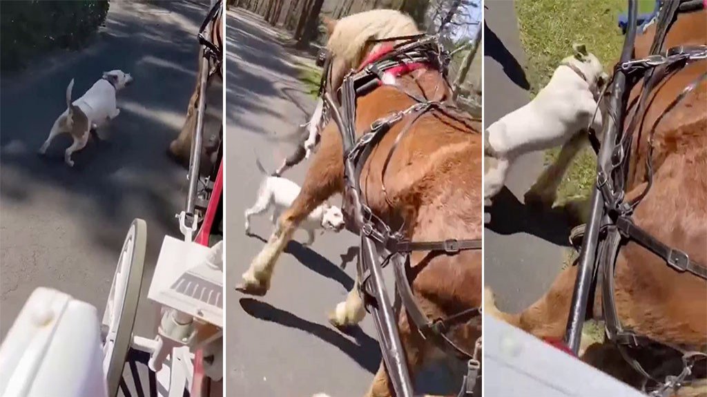  Video: Momento en que un “Pitbull” ataca a un caballo 