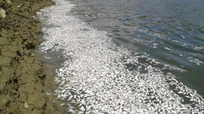 Muerte Masiva de miles de sardinas y otros 300 peces en Embalse la Plata