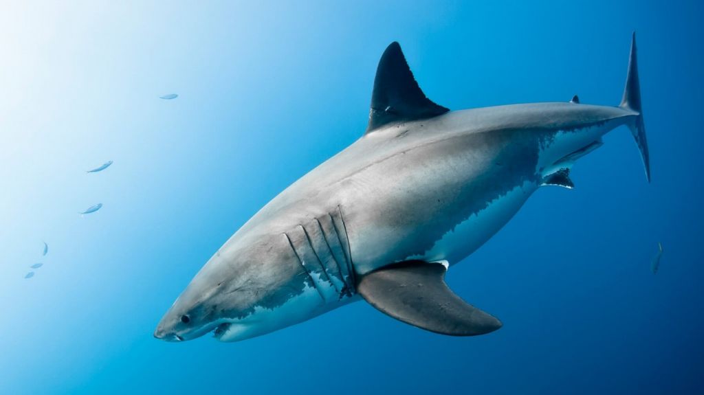  VIDEO: Captan a un tibur&oacute;n blanco nadando de espaldas y mostrando todos sus dientes 