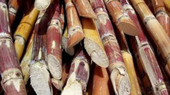 Avanza proyecto siembra de caÃ±a para producir ron puertorriqueÃ±o