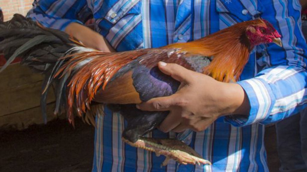  Se roban 13 gallos de pelea en Villalba 