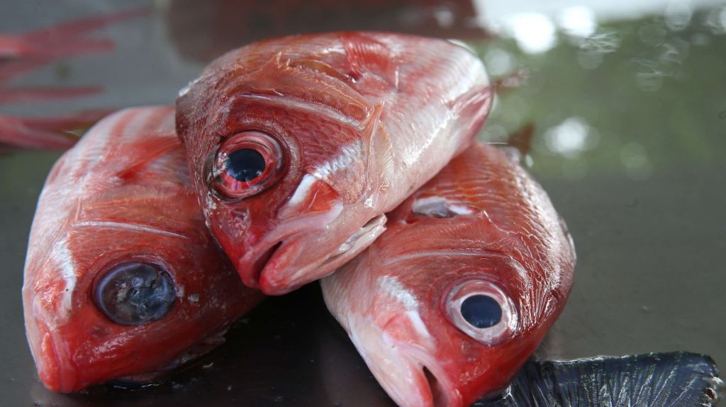  Presentan proyecto para fomentar el consumo de pescado fresco local 