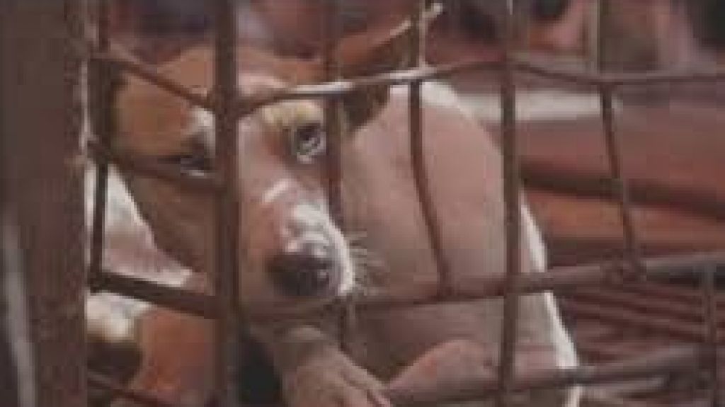 Vea video: Activistas urgen a Indonesia a prohibir el comercio de carne de perro y gato 