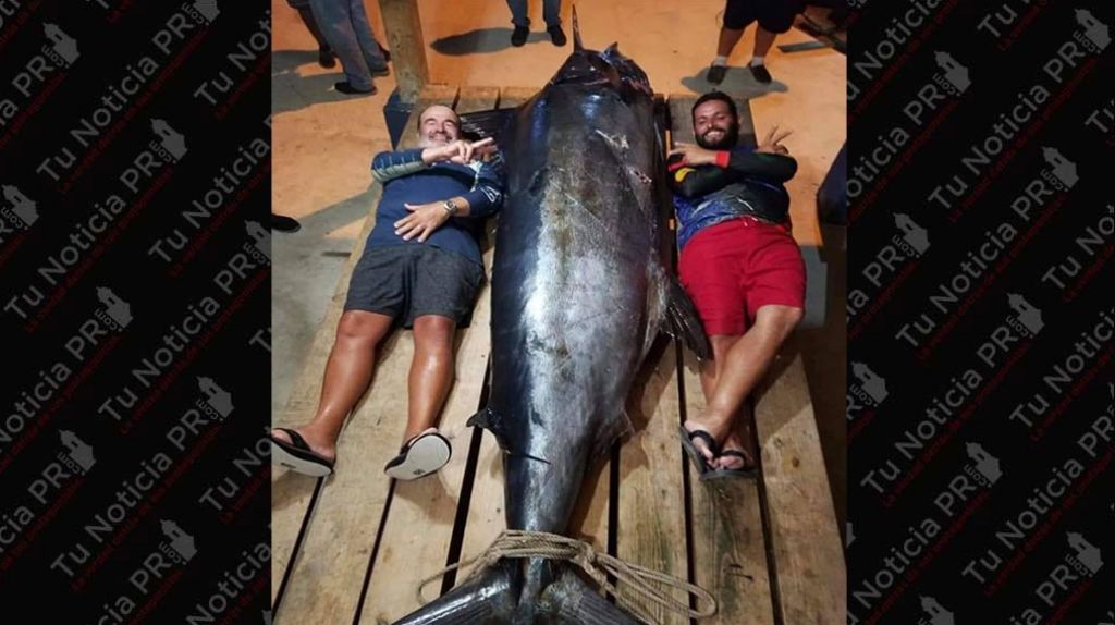  Capturan Marlin de sobre 700 libra en el Club Nautico de Arecibo 