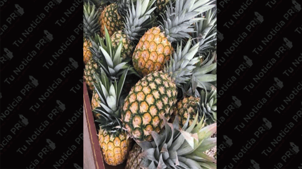  30,000 libras de pi&ntilde;as de Lajas llegar&aacute;n a La Parguera como parte del evento gastron&oacute;mico del 4to. Festival de la Pi&ntilde;a Paradis&iacute;aca 