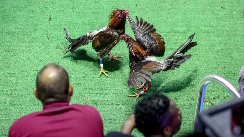  Galleros dicen que decisi&oacute;n del Primer Circuito de Apelaciones de Boston no impedir&aacute; que contin&uacute;e la actividad 