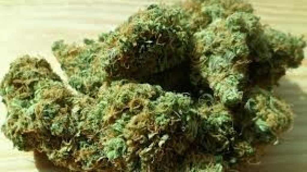  Alegan alza significativa en quejas de pacientes de cannabis medicinal contra sus patronos 