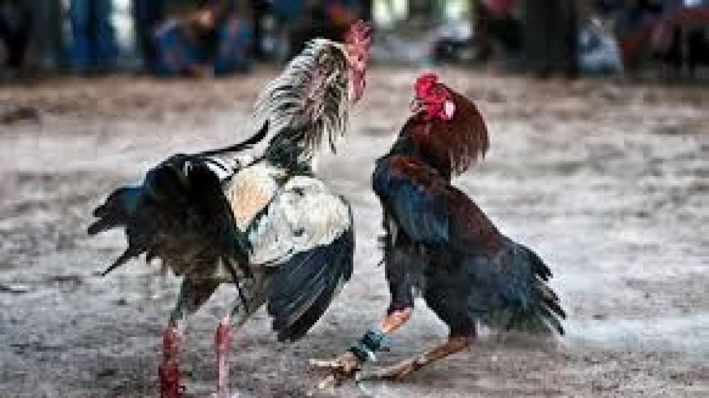  Presentan resoluci&oacute;n para que Puerto Rico sea eximido de prohibici&oacute;n de las peleas de gallos 