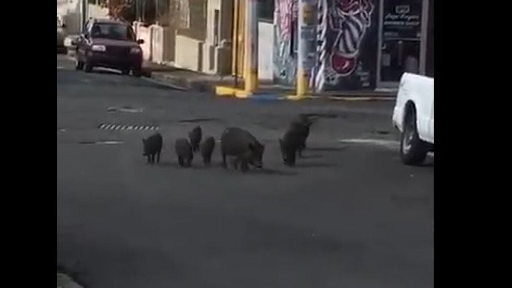  Video: Manada de cerdos "algarete" en comunidad de San Juan 