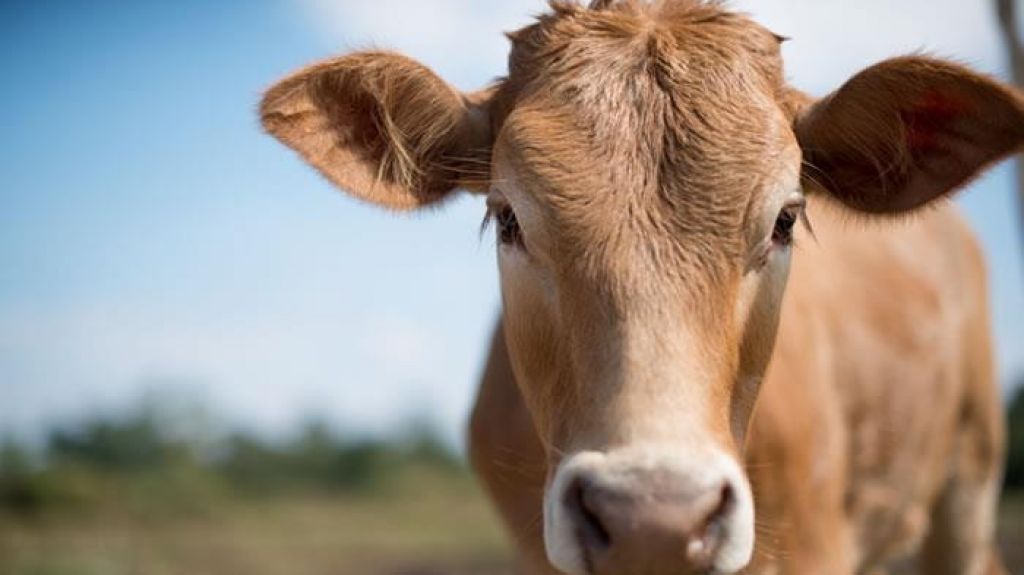  Presentan mandamus para suspender orden que reduce pago a ganaderos 