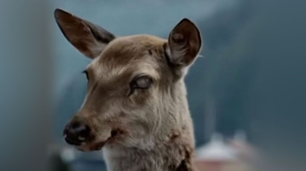  Alerta en EE.UU. por virus que transforma animales en "zombies" 