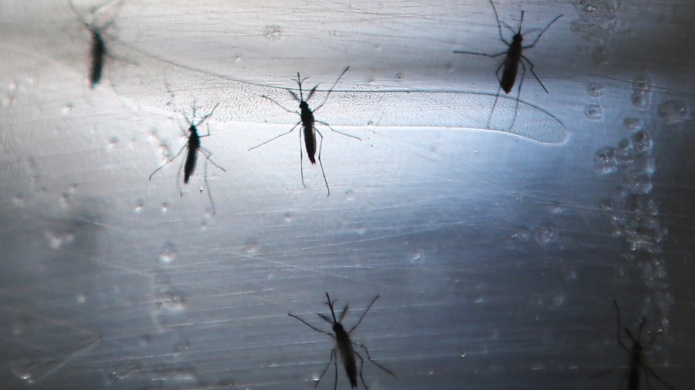 Municipio de Carolina evita la proliferacion de mosquitos por lo que intensifica rutas de asperjaciÃ³n