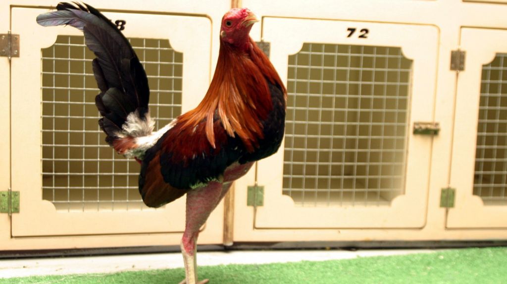  Legislatura municipal de San Juan rechaza decisi&oacute;n de Congreso peleas gallos 