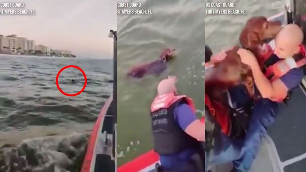  Video: La Guardia Costera rescata a un perro encontrado nadando en la costa de Florida 