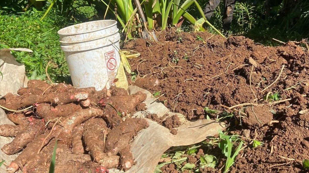  Publican libro &ldquo;&iexcl;Siembra Boricua!&rdquo;, un manual de agricultura 