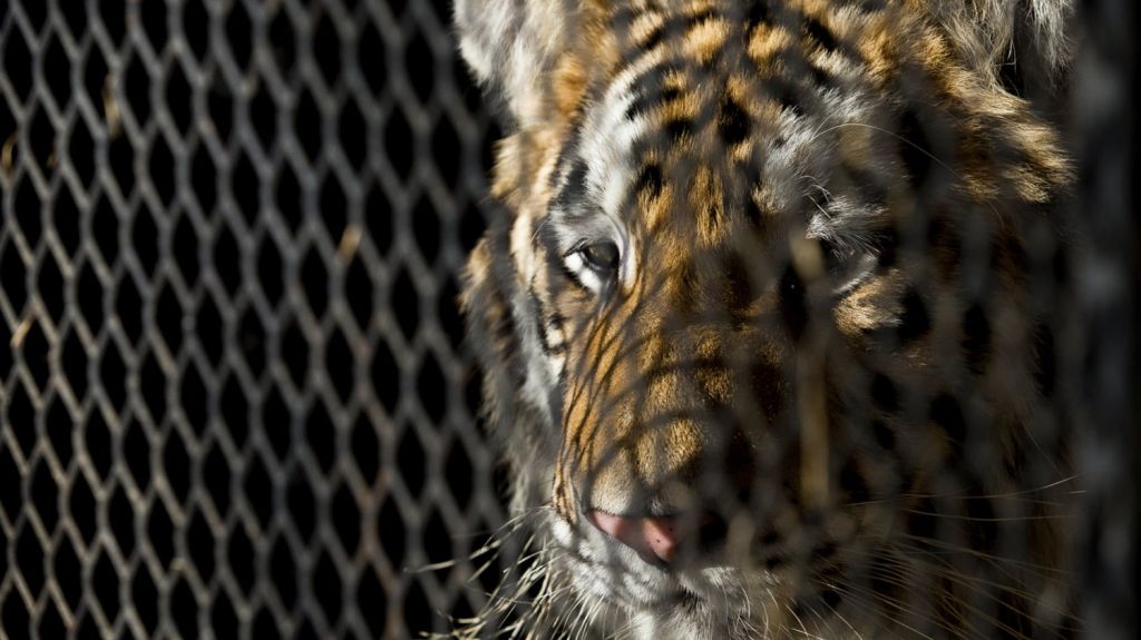  Mujer "escond&iacute;a" un feroz tigre en su casa 