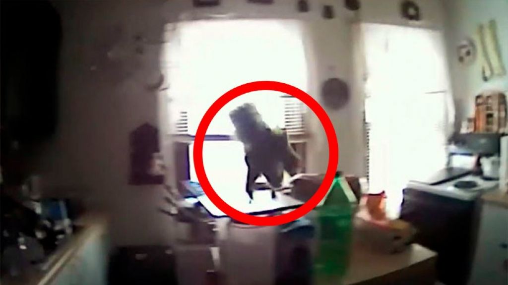 VIDEO: "Violento ataque" de una ardilla a la PolicÃ­a de Nueva York