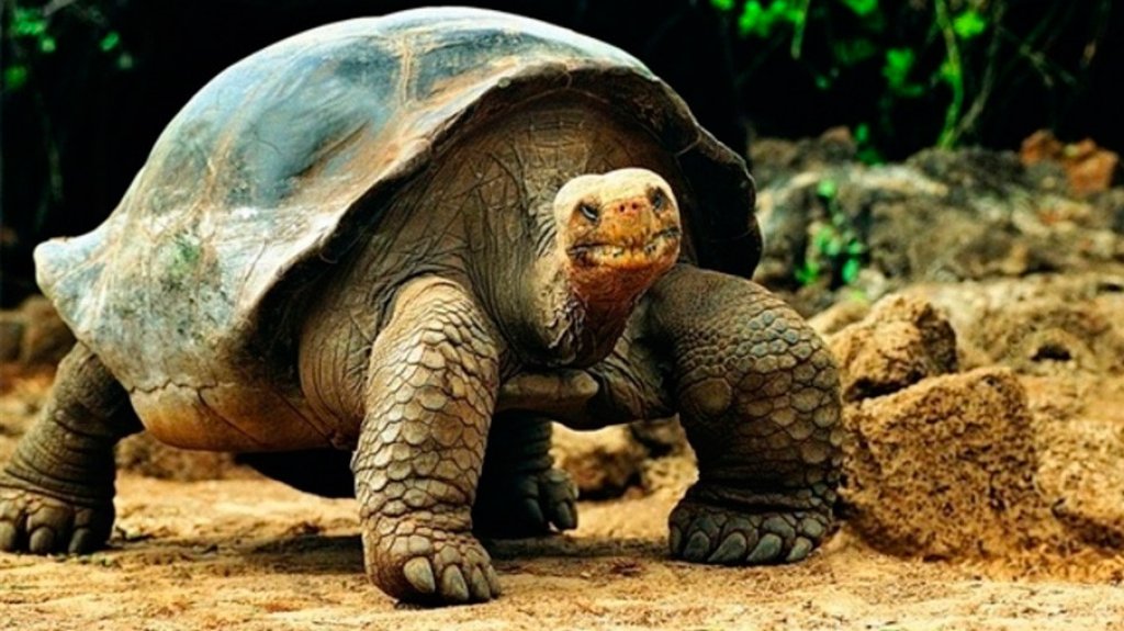  Encuentran en Gal&aacute;pagos una especie de tortuga que cre&iacute;an extinta hace m&aacute;s de un siglo 