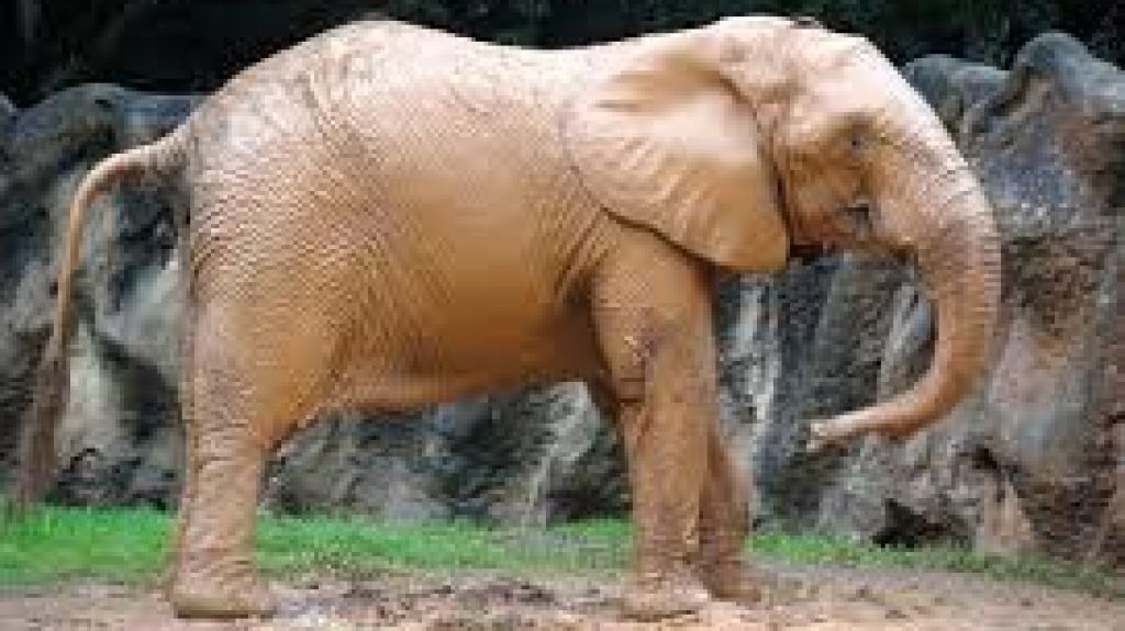  Quieren que presidente de EEUU investigue traslado de elefanta Mundi 