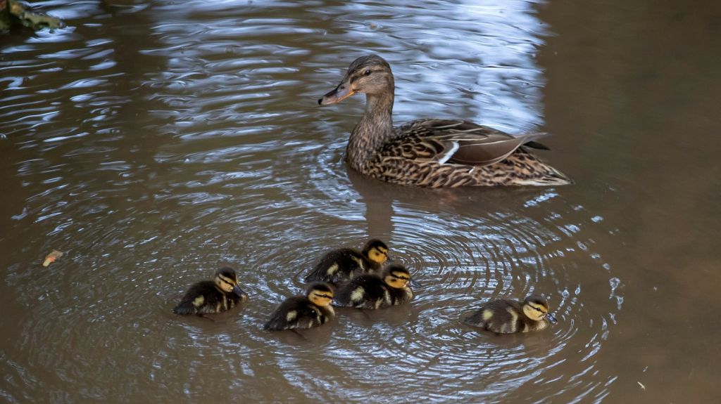  Medio siglo despu&eacute;s, una pandemia alivia en ambiente en D&iacute;a de la Tierra 