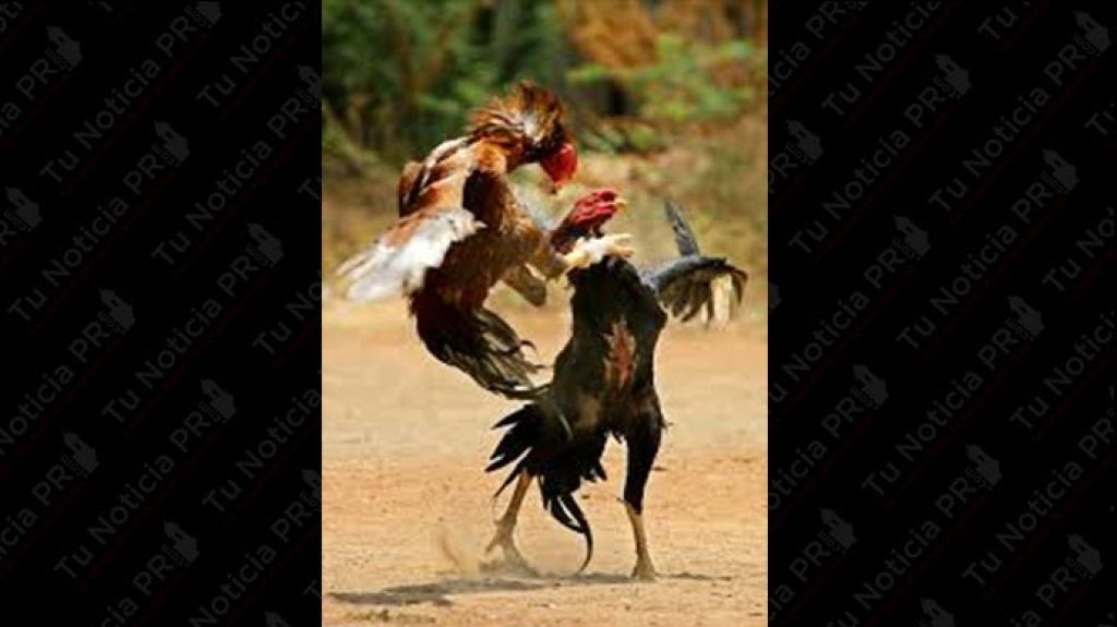  Piden a congresistas rechazar prohibici&oacute;n peleas de gallo en Puerto Rico 