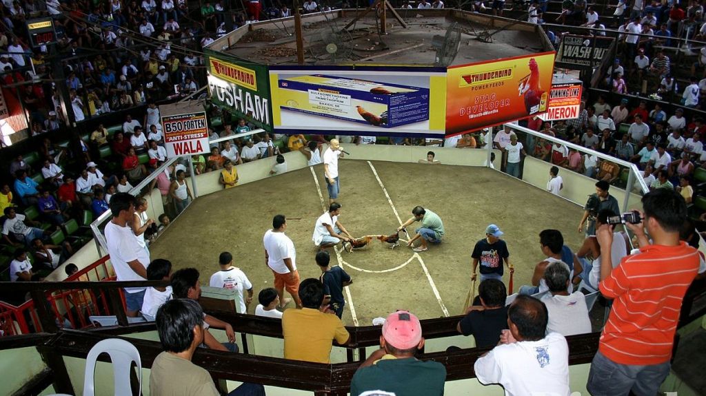  Pedir&aacute;n eximir a Puerto Rico de la prohibici&oacute;n de peleas de gallo 