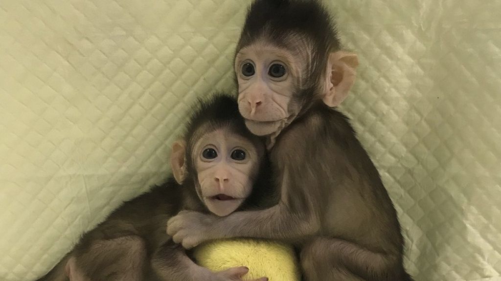  China clona unos macacos con &eacute;xito por primera vez 