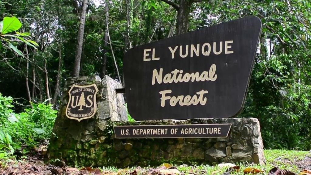  Aceleran trabajos para restaurar operaciones en el Bosque Nacional El Yunque 