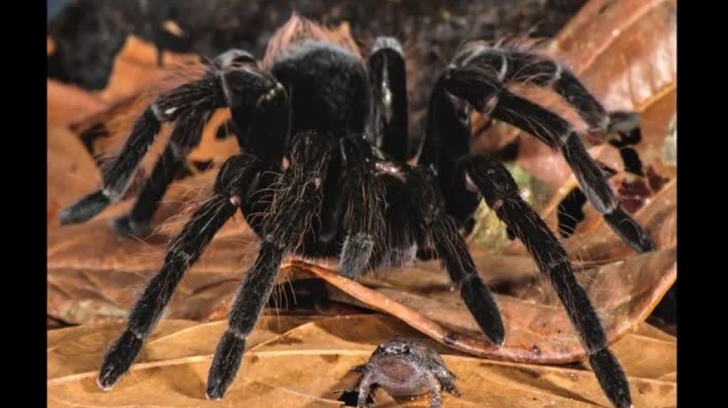  Video: ara&ntilde;as gigantes que devoran ranas y ratas en la Amazonia 