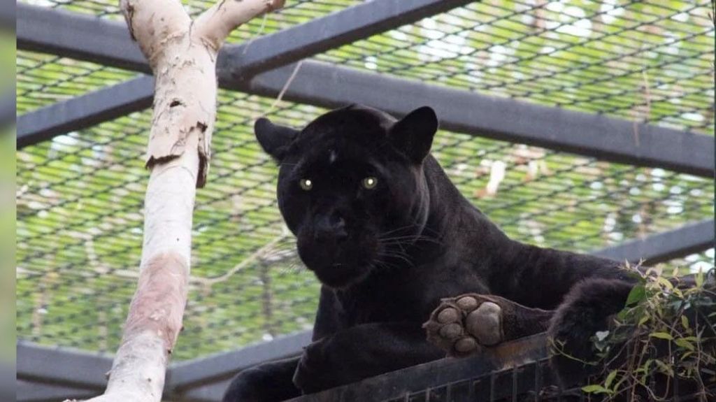  Video: Mujer es atacada por jaguar al querer tomarse una "selfie" en zool&oacute;gico de Arizona 
