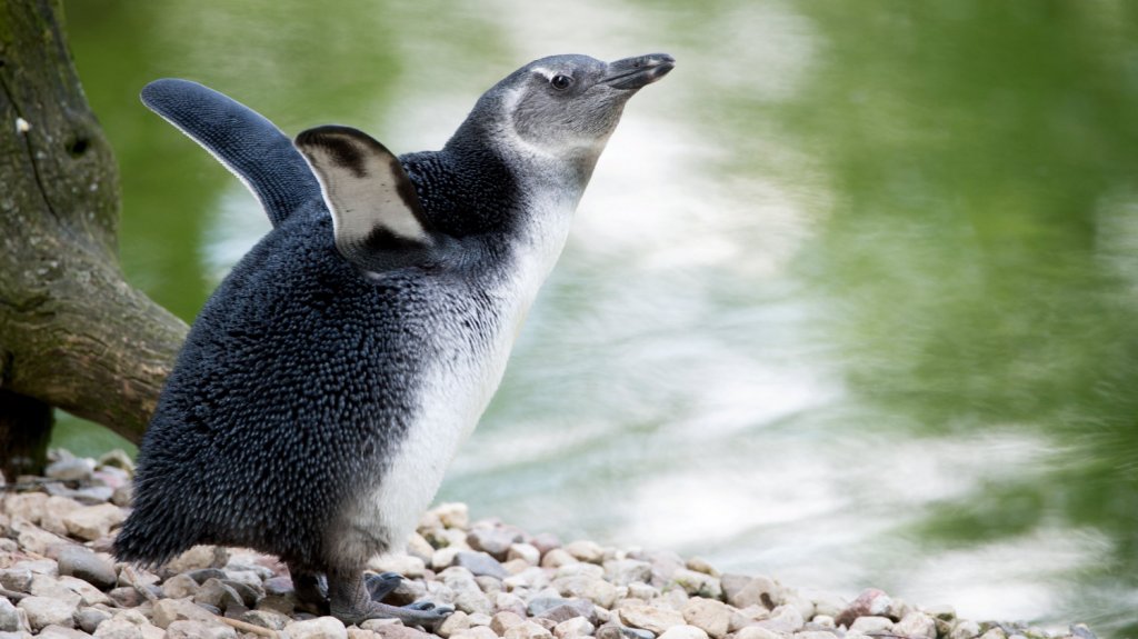  Investigan la extra&ntilde;a muerte de 7 ping&uuml;inos africanos en acuario de Florida 