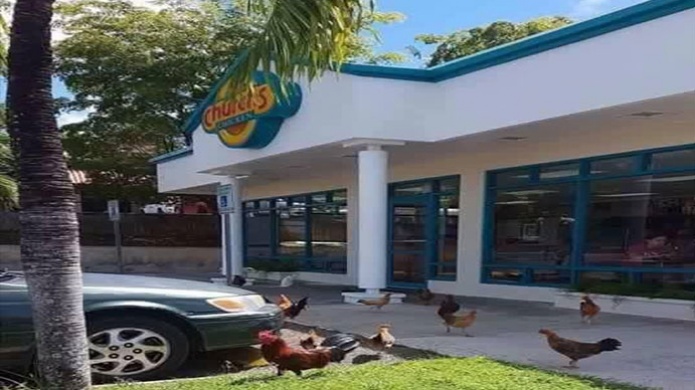 Viral foto de "invasiÃ³n" de aves en "Fast Food" de Yabucoa 