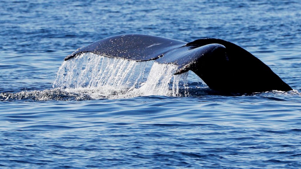  Hallan restos de una ballena de 42,6 millones de a&ntilde;os con cuatro patas similar a una nutria en Per&uacute; 