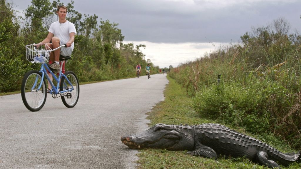  Adolescente escapa al ataque de un caim&aacute;n trepando a un &aacute;rbol en Florida 