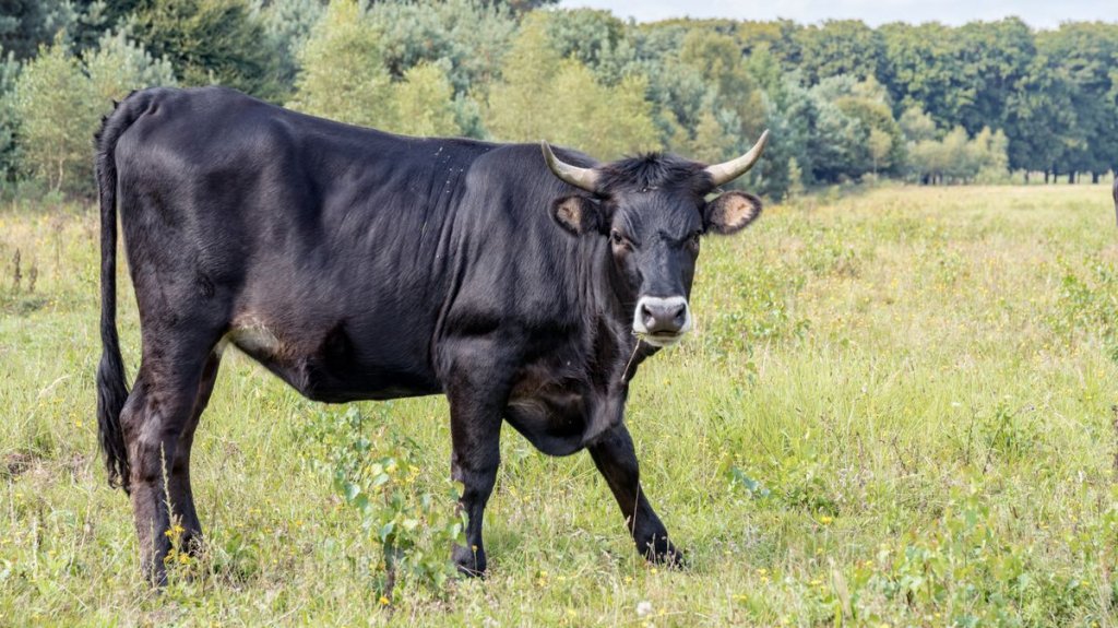  Cargan con tres toros desde una finca en Guayama 